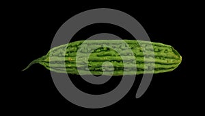 Rotating Bitter Melon White Background 01B (Looping)