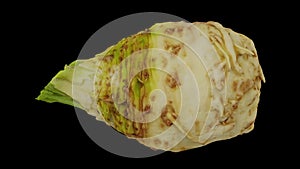 Rotating celery root on black background 02 b looping