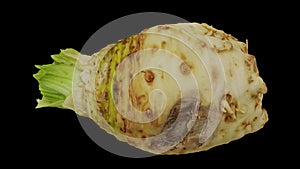 Rotating celery root on black background 02 a looping