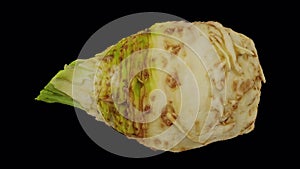 Rotating celery root on transparent background 02 b looping with alpha channel