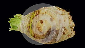 Rotating celery root on transparent background 02 a looping with alpha channel