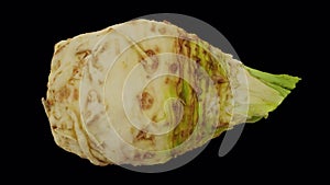 Rotating celery root on transparent background looping with alpha channel
