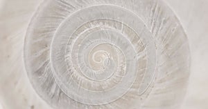 Rotating closeup of gastropod shell