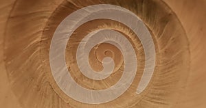 Rotating closeup of gastropod shell