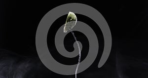 Rotating fork with cabbage on black background