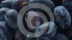 Rotating fresh ripe plums. Healthy eating concept, fruit background