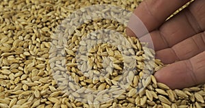 Rotating grain of barley and a farmer`s hand. Farmer checks the grain. Close-up of a man`s hand picking up grain in his