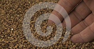 Rotating grain of buckwheat and a farmer`s hand. Farmer checks the grain. Close-up of a man`s hand picking up grain in