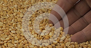 Rotating grain of dry peas and a farmer`s hand. Farmer checks the grain. Close-up of a man`s hand picking up grain in