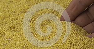 Rotating grain of millet and a farmer`s hand. Farmer checks the grain. Close-up of a man`s hand picking up grain in his