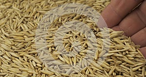 Rotating grain of oats and a farmer`s hand. Farmer checks the grain. Close-up of a man`s hand picking up grain in his