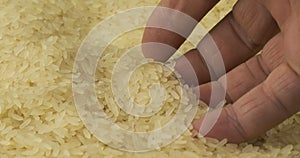 Rotating grain of rice and a farmer`s hand. Farmer checks the grain. Close-up of a man`s hand picking up grain in his