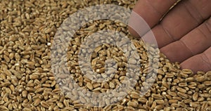 Rotating grain of wheat and a farmer`s hand. Farmer checks the grain. Close-up of a man`s hand picking up grain in his