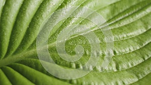 Rotating green leaf with water drops, nature concept, vegetable background