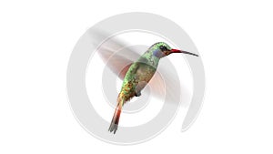 Rotating humming bird