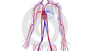 Rotating model of the human circulatory system. 3d rendering blood vessels. The medical background, computer generated.