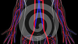 Rotating model of the human circulatory system. 3d rendering blood vessels. The medical background, computer generated.