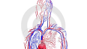 Rotating model of the human circulatory system. 3d rendering blood vessels. The medical background, computer generated.