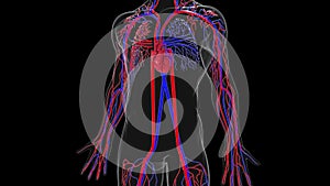 Rotating model of the human circulatory system. 3d rendering blood vessels. The medical background, computer generated.