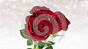 Rotating red roses, wedding, birthday, st. valentines theme - 3D render. seamless loop