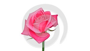 Rotating Saphir rose isolated on white, seamless loop