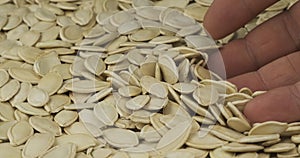 Rotating seed of pumpkin and a farmer`s hand. Farmer checks the grain. Close-up of a man`s hand picking up grain in his