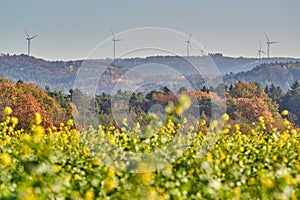 Rotating wind turbines on a hill behind a rape field. Rotating wind power plants on a hill behind a canola field