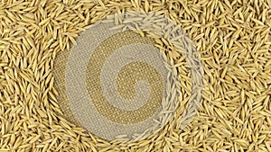 Rotation of the oats grains lying on sackcloth with space for your text