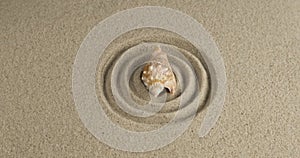 Rotation of a seashell lying in the center of sand circles. Close-up