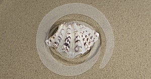 Rotation of a seashell lying in the center of sand circles. Close-up