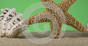 Rotation of seashells and starfish sticking out in the sand. Isolated