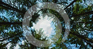 Rotational movement of the camera on the crowns of trees in the forest. Bottom up view of lush green foliage of pine