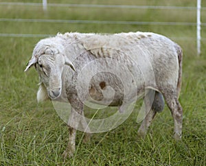 Rotationally grazed Katahdin sheep ram