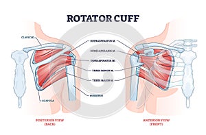 Rotator cuff anatomical structure and location explanation outline diagram