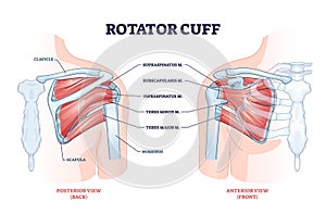 Rotator cuff anatomical structure and location explanation outline diagram photo