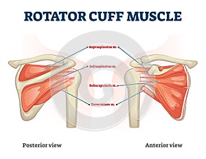 Rotator cuff muscle with anatomical posterior and anterior view expample photo