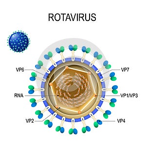 Rotavirus anatomy. Vector diagram of the location of rotavirus structural proteins