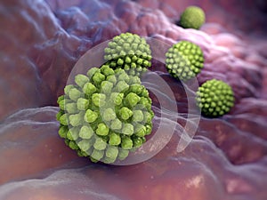 Rotavirus bacteria