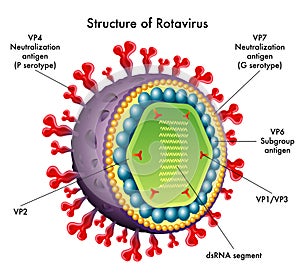 Rotavirus photo