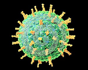 Rotavirus. Medically accurate 3D illustration on black background