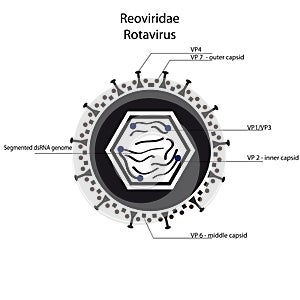 Rotavirus. Reoviridae