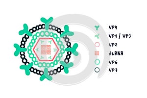 Rotavirus structure illustration complex architecture genome proteins hand drawn in minimalistic style for posters