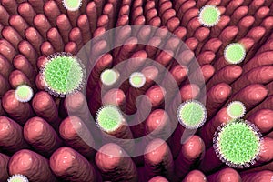 Rotaviruses infecting intestine