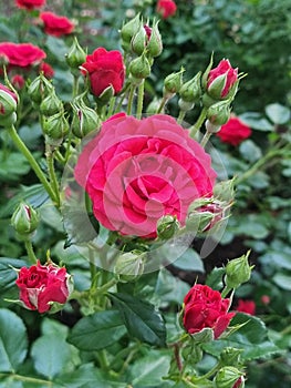 Rote Rose BlÃÂ¼ten photo