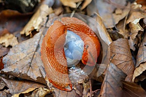 Rote Wegschnecke , Close-up of a red snail crawling on the ground in the forest