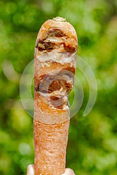 Roted carrot