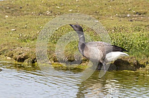 Rotgans, Dark-bellied Brent Goose, Branta bernicla