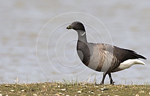 Rotgans, Dark-bellied Brent Goose, Branta bernicla