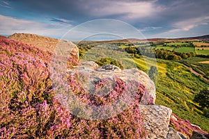 Rothbury Terraces Heather and Crags