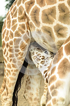 Rothchild's giraffe calf